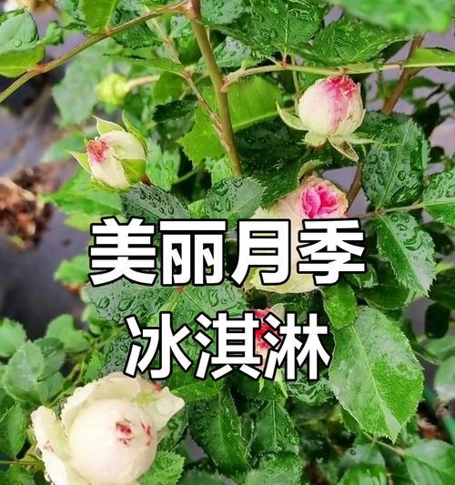 切花后的月季如何处理才能延长花期？