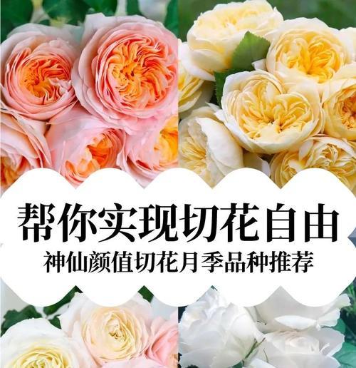 切花后的月季如何处理才能延长花期？