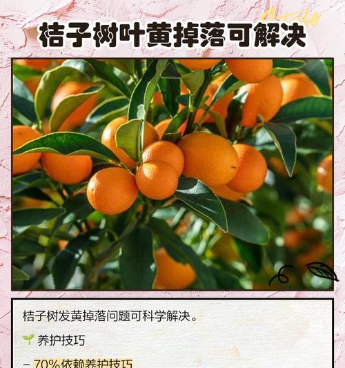 桔子树结果期叶子发黄的解决方法是什么？