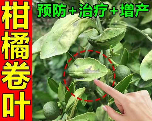 桔子树结果期叶子发黄的解决方法是什么？