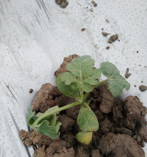谷草覆膜栽培的关键技术要点是什么？