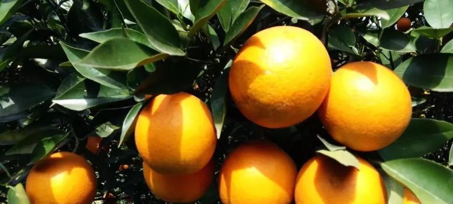 谷草覆膜栽培的关键技术要点是什么？