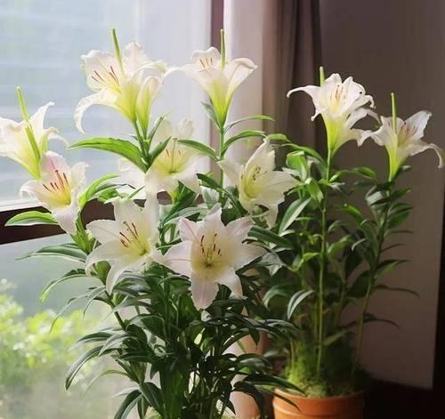 阳台摆些什么花好看呢？如何选择适合阳台的花卉？