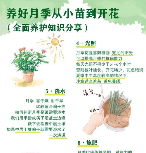 二乔月季树苗养护方法？怎样培养出健壮的二乔月季？