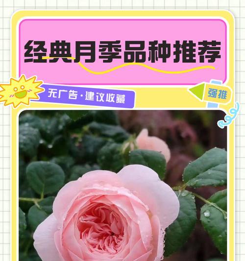 月季小苗戴安娜的正确养殖方法是什么？