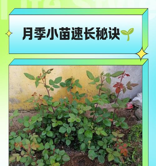 月季小苗戴安娜的正确养殖方法是什么？