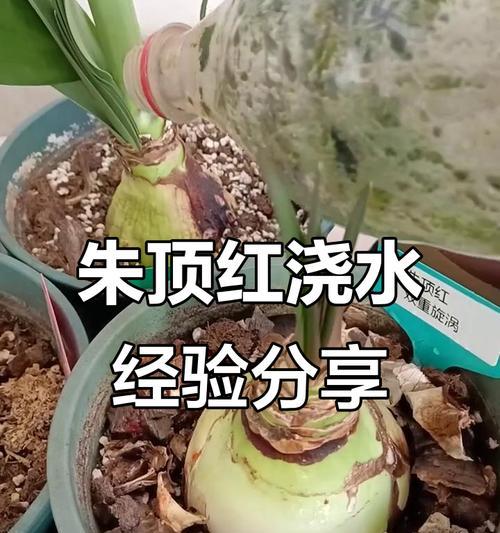 冬天朱顶红浇水的最佳时间是什么时候？