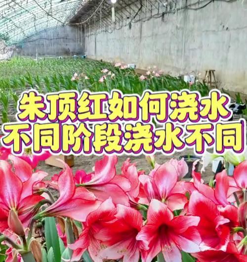 冬天朱顶红浇水的最佳时间是什么时候？