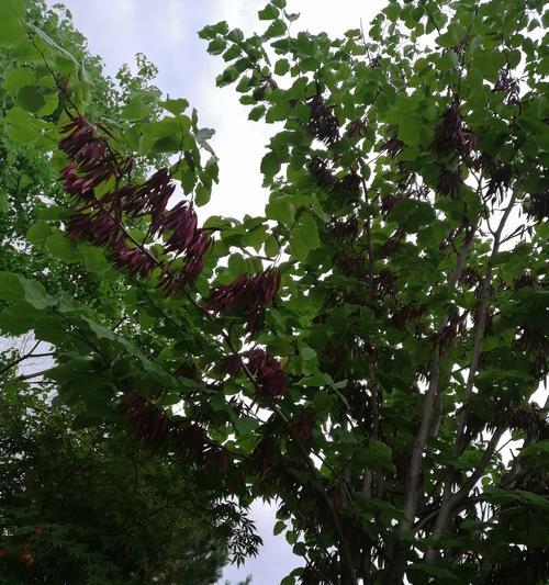 哪些观赏植物长得像豆角？它们的养护要点是什么？