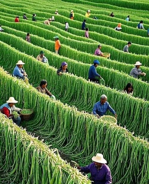 哪些观赏植物长得像豆角？它们的养护要点是什么？
