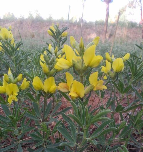 哪些观赏植物长得像豆角？它们的养护要点是什么？
