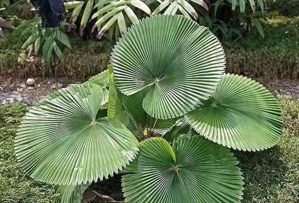 有哪些适合三米高度的观赏植物？
