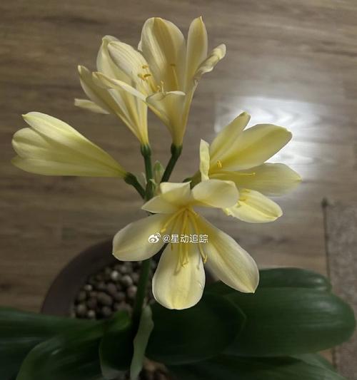 君子兰带花蕊时应如何处理？