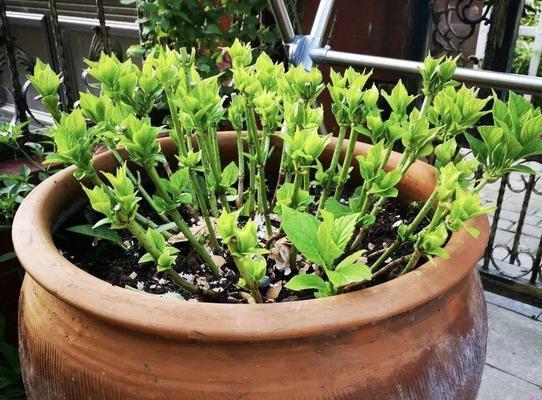 自制松糕种植土壤肥料的方法是什么？这种肥料有何特点？