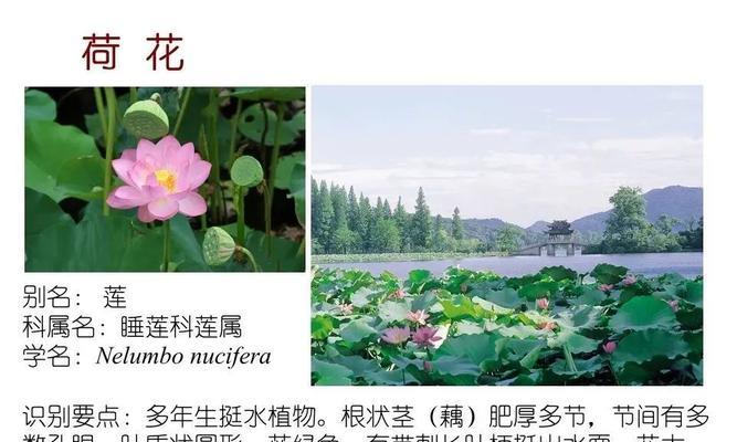 水生植物有毒的有哪些植物？如何识别和处理有毒水生植物？