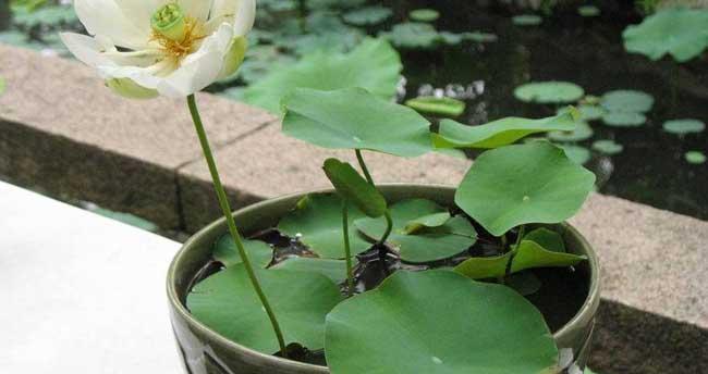 水生植物有毒的有哪些植物？如何识别和处理有毒水生植物？