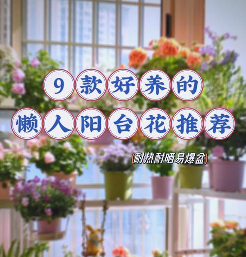 阳台盆栽花卉选择指南有哪些？