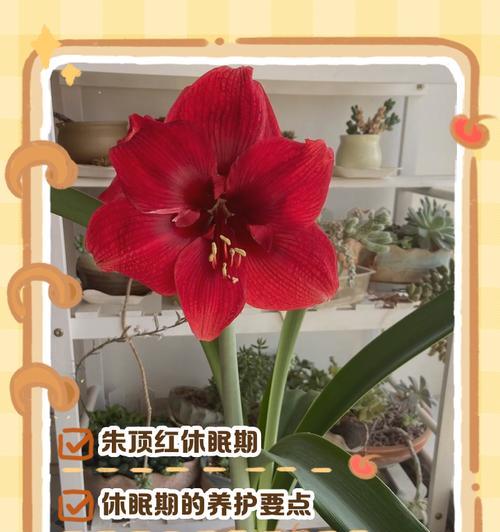 朱顶红休眠的最佳时机是什么时候？