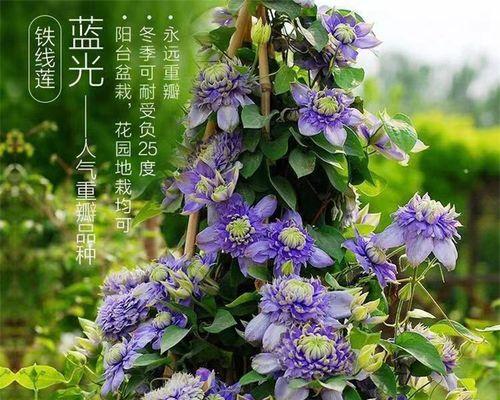 小绿铁线莲小苗的培育要点是什么？