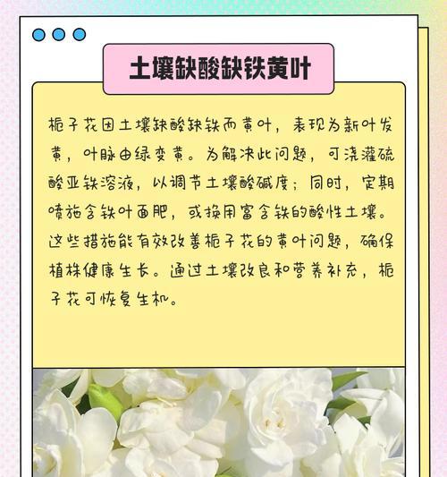 花叶子发黄怎么办？清新植物叶子变黄的解决方法是什么？