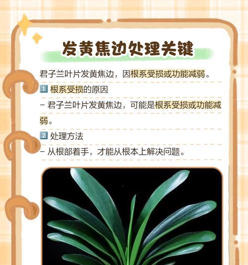 花叶子发黄怎么办？清新植物叶子变黄的解决方法是什么？