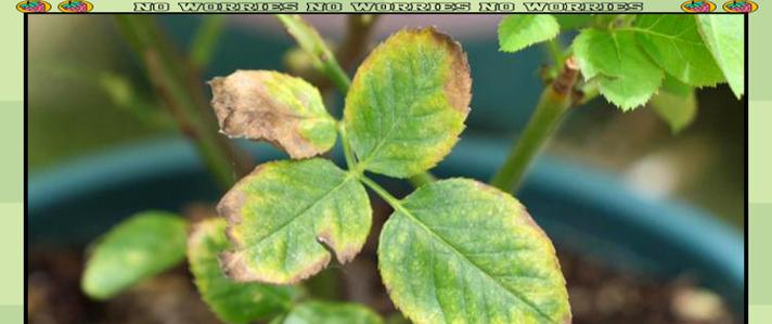 花叶子发黄怎么办？清新植物叶子变黄的解决方法是什么？