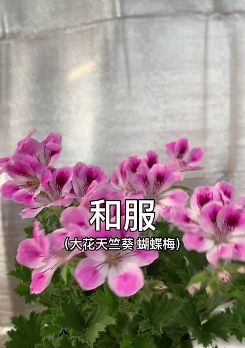 天竺葵中的蝴蝶梅养护技巧有哪些？