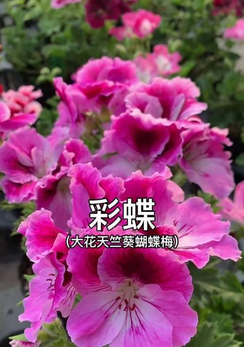 天竺葵中的蝴蝶梅养护技巧有哪些？