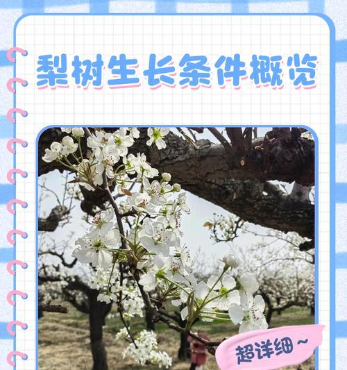 梨树栽培常见问题有哪些？如何解决？