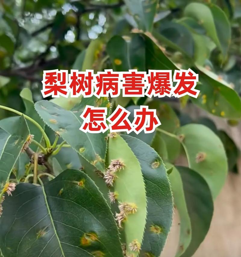 梨树栽培常见问题有哪些？如何解决？