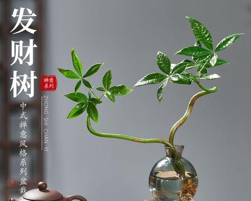 土球树吊盆景的美观方法是什么？