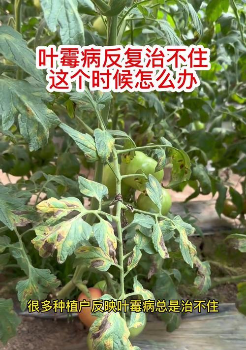 西红柿下部叶子发黄的原因及处理方法是什么？
