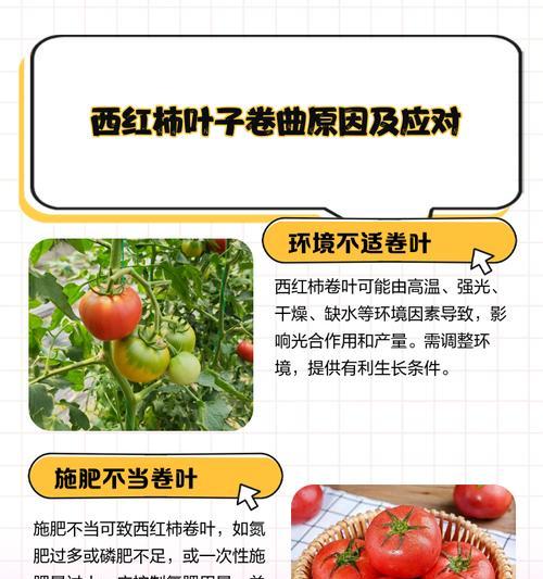 西红柿下部叶子发黄的原因及处理方法是什么？