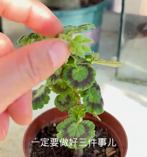 如何促进天竺葵快速开花？有哪些技巧？