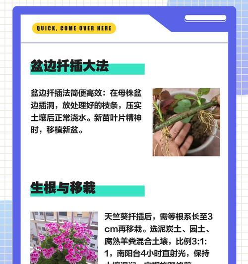 如何促进天竺葵快速开花？有哪些技巧？