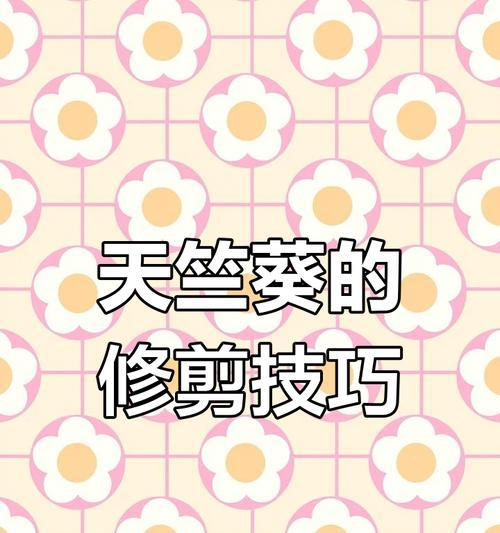 如何促进天竺葵快速开花？有哪些技巧？