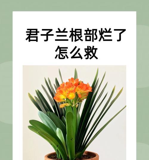 君子兰自制水肥料的步骤是什么？有哪些好处？