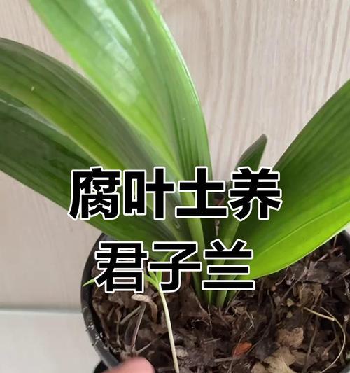 君子兰换土有哪些好处？
