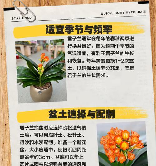 君子兰换土有哪些好处？