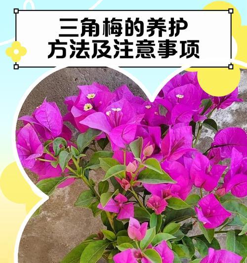 凤凰三角梅的养护要点有哪些？