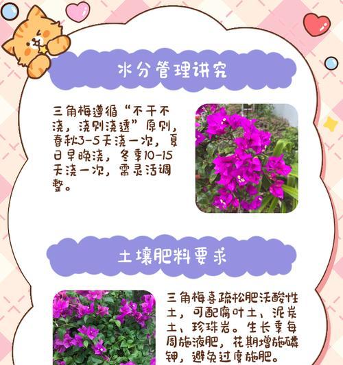 凤凰三角梅的养护要点有哪些？