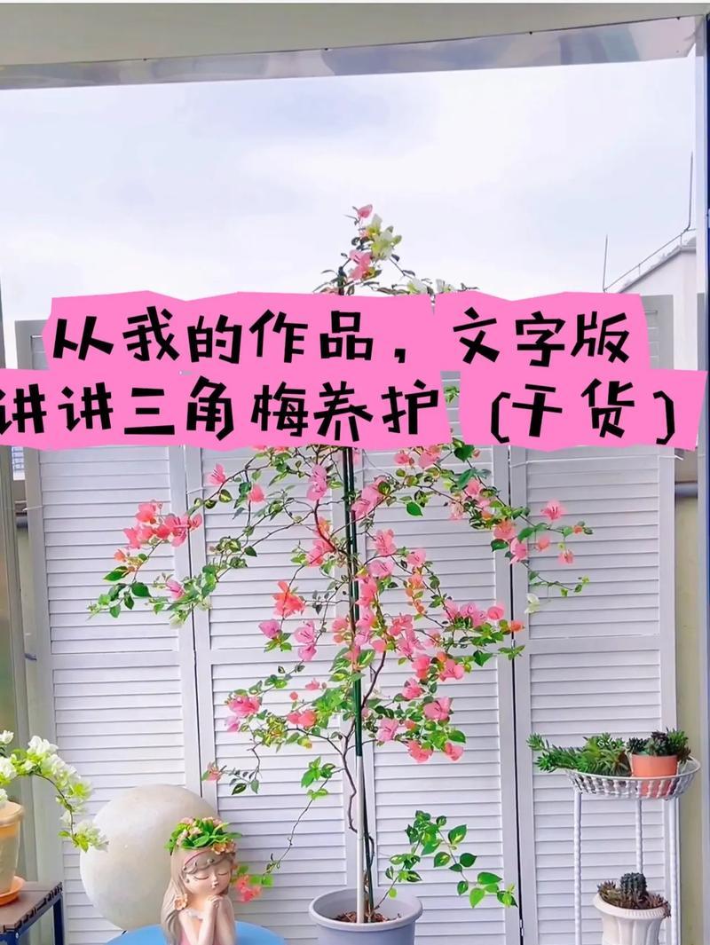 凤凰三角梅的养护要点有哪些？