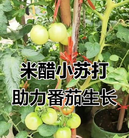 西红柿施肥有哪些小技巧？