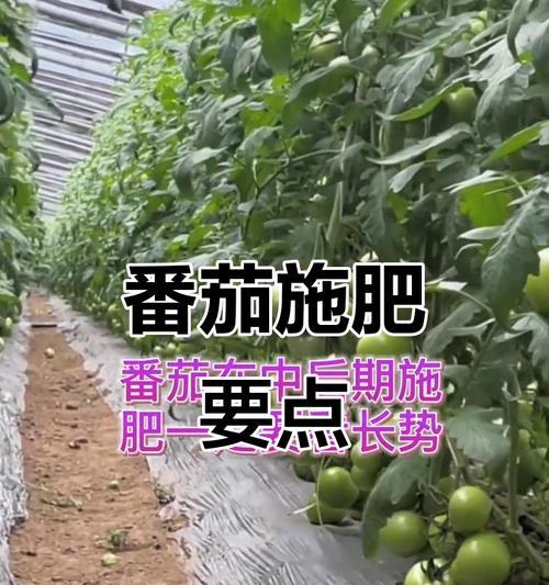 西红柿施肥有哪些小技巧？