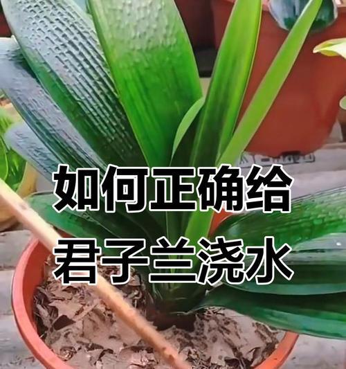 君子兰浇水的正确方法是什么？