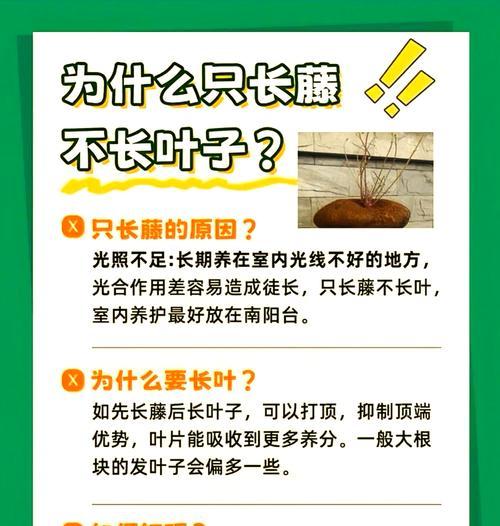 山乌龟叶子发黄怎么处理？叶子发黄的补救措施有哪些？