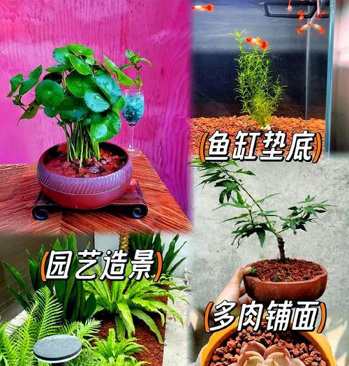 火山石盆景水养技巧有哪些？