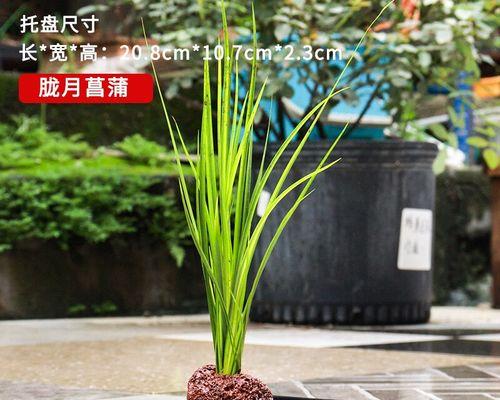 火山石盆景水养技巧有哪些？