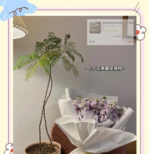 蓝盈花如何正确浇水？