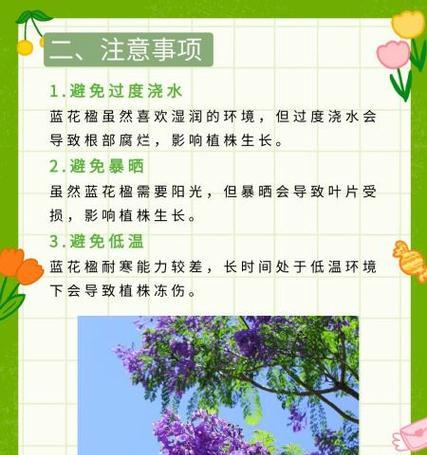 蓝盈花如何正确浇水？